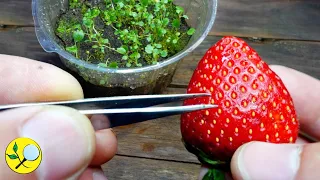 🍓 How to grow Strawberries Plants ➤ from Bought Strawberries 👉 3 Methods