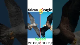 🤯falcon vs eagle🥵kon hai best? #youtubeshorts #shorts #trending #ytshorts #shortsfeed #factmine