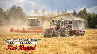 Lohnunternehmer Kai Ruppel - Getreideernte 2023 mit Claas Lexion 670 - Weizen dreschen