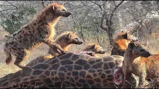 Giraffe Suffer Until Die, Hyenas Waiting For Hunting - Wild animals