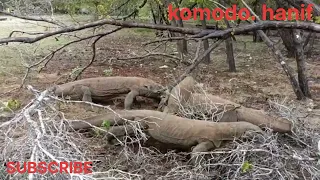 komodo dragon stuff eats pig carcasses