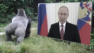 Путин и обезьяны "Прорыв"