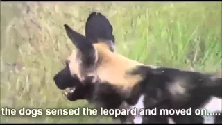 Бешеные дикие собаки атакуют на леопарда Хищники  атакуют