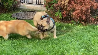 French bulldog and Corgi play