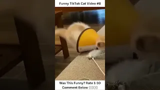 Funny TikTok Cat Videos #8 - #shorts