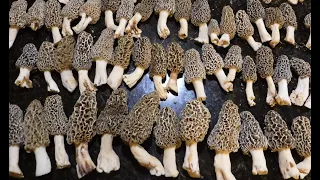 Hunting for Edible Treasure - An EPIC Morel Mushroom Hunt!