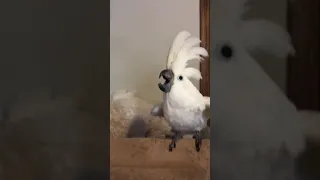 Parrot is having a heated argument with woman.
