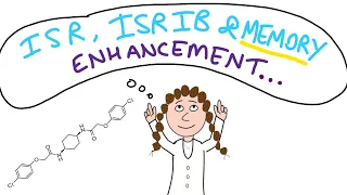 Memory enhancing drug...!? (Targeting the integrated stress response with ISRIB)