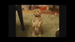 Funny Cat Videos Compilation | October 2013 | PART 4