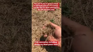 Dormant or dead grass find out watch this short sub to channel fall renovation coming soon