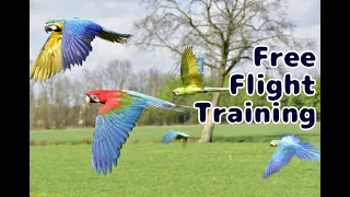 Macaw A to B Free Flight Training