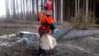 Husqvarna 560XP Chain saw Felling Tree!!!