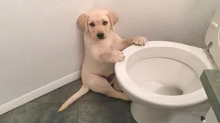 Funniest & Cutest Labrador Puppies #1 - Funny Puppy Videos 2021