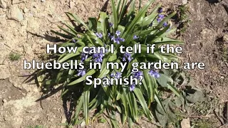 How can I tell if the bluebells in my garden are Spanish?