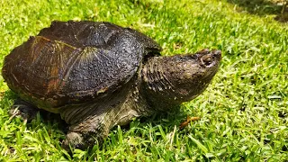 Ficha de cuidados de la tortuga lagarto. Chelydra Serpentina.🐢🙂🌵