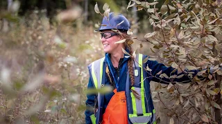 Field Collection of Balsam Poplar Cuttings