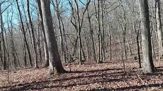Bushwhacking through the Woods (Off Trail Hike)