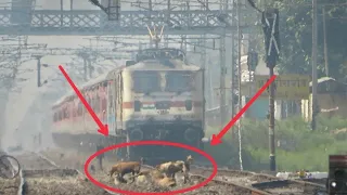 Live Accident !! Cattle Run over by High Speed train whose fault just think??