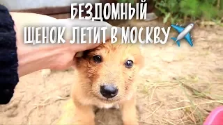 Самый милый щенок летит в Москву! Нашли семью бездомной собаке.