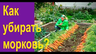 Когда и как убирать морковь