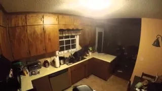 Dog CLEARS Kitchen Counter In Hilarious Home Surveillance Footage