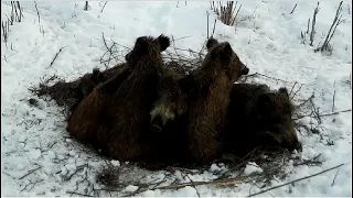 Лежка дикого кабана. Лучше не наступать.