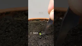 113 Days In 33 Seconds - Dragon Fruit Cactus