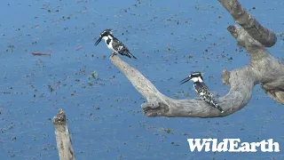 WildEarth - Sunrise  Safari - 17 Dec 2022