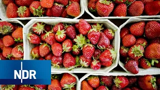 Erdbeeren: Sorten, Anbau und Ernte | Doku | NDR | 45 Min
