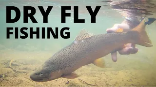 DRY FLY BONANZA! (fly fishing)