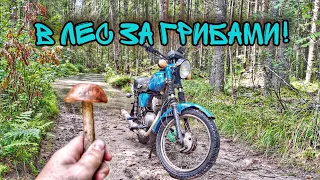 ПОКАТУШКА в лес за грибами на Минске! Чуть не утонул в грязи!