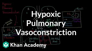 Hypoxic pulmonary vasoconstriction | Circulatory system physiology | NCLEX-RN | Khan Academy