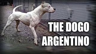 THE DOGO ARGENTINO - A QUICK LOOK AT THE HISTORY AND BREED STANDARD