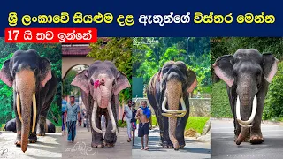 දළදා පෙරහැරේ සියලු දළ ඇතුන් - 2023 | Sri Lankan Tame Domestic Tuskers | Esala Perahera | Sinhala