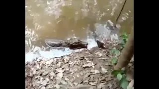 Alligator vs Electric Eel