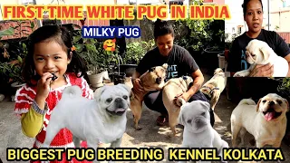 FIRST TIME WHITE PUG IN INDIA | BONY'S PUPPY KENNEL KOLKATA | BEST QUALITY | BEST CHOICE |