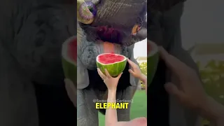 Elephant Eats Watermelon🐘🍉 #shorts