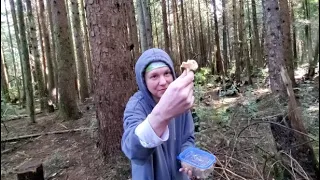 Adrienne Floreen and her family find Chanterelle and Hedgehog mushrooms in Humboldt County CA (2020)