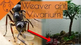 NEW Weaver Ant Vivarium! -Using ANTSTORE's weaver tank-