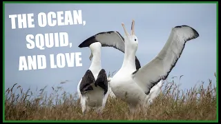 The life cycle of the Northern Royal Albatross in less than 2 minutes