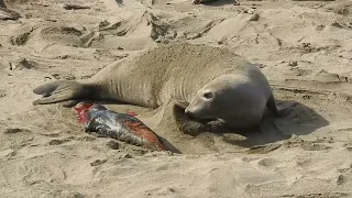 Elephant Seal birth 1/21/22 San Simeon