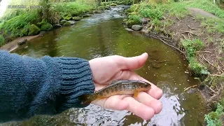 At last the trout have woken up! #flyfishing #smallstream #browntrout