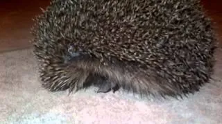 Talking hedgehog.