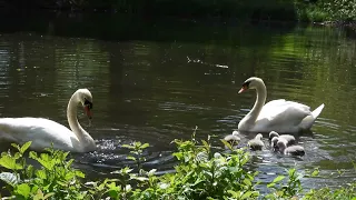 Schwäne mit ihren Küken / Swans with their chicks