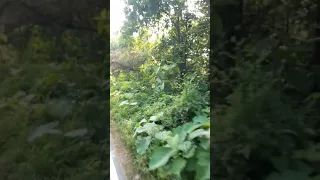 Close Encounter with Tiger with Bike in Corbett Landscape Sitabani