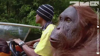 Robotic Spy Orangutan Rides Speed Boat Into The Jungle