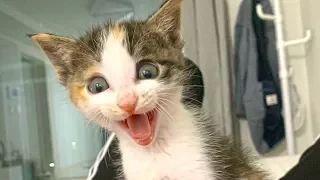 So many cute kittens videos compilation 2019 - Crazy Cats