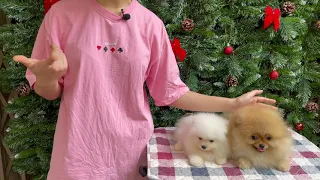 Quan điểm sai lầm về chó phốc sóc có giấy và không giấy | Bánh Bò Pomeranian Vlog #13