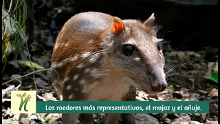 SORPRÉNDETE conociendo al MAJÁS y al AÑUJE - Valora tu Fauna por estos roedores