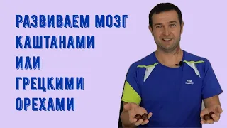 Развитие мозга каштанами // грецкими орехами